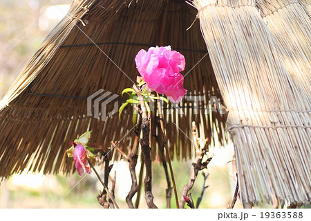 寒ボタンの花 19363588