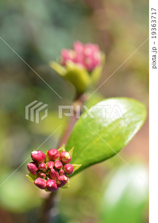 沈丁花の蕾（12月） 19363717