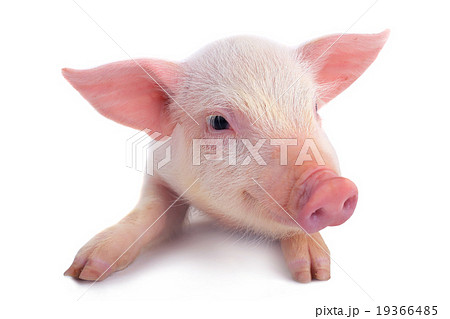 pig pig 19366485