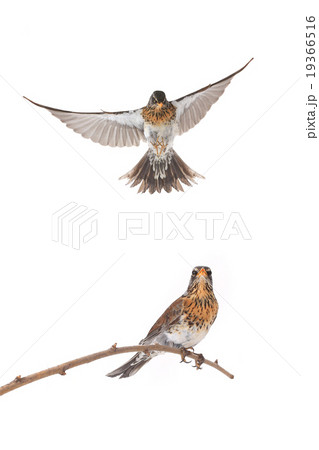 thrush 19366516