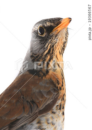 portrait thrush portrait thrush 19366567