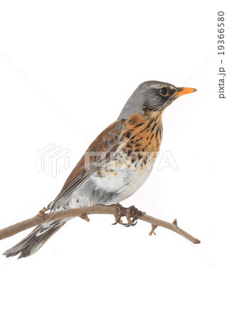 thrush thrush 19366580