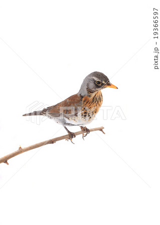 thrush 19366597