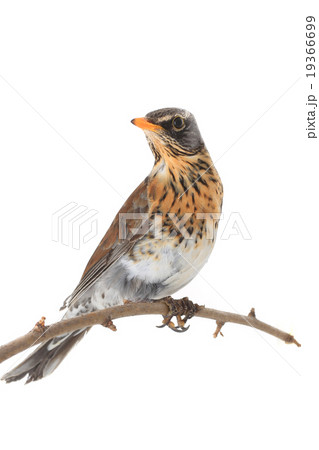 thrush thrush 19366699