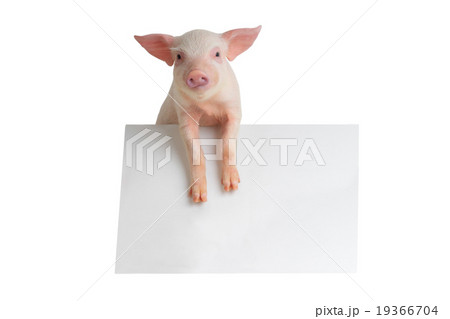 pig 19366704