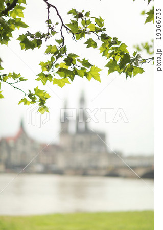 acernus folium acernus folium 19366735