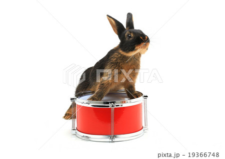 rabbit sitting rabbit sitting 19366748