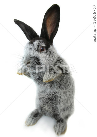 gray rabbit 19366757