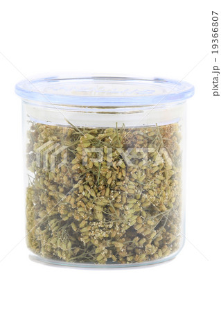 milfoil achillea milfoil achillea 19366807
