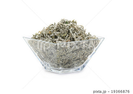 wormwood 19366876