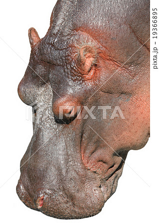 portrait of a brown hippopotamus portrait of a brown hippopotamus 19366895