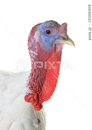 Turkey Turkey 19366908