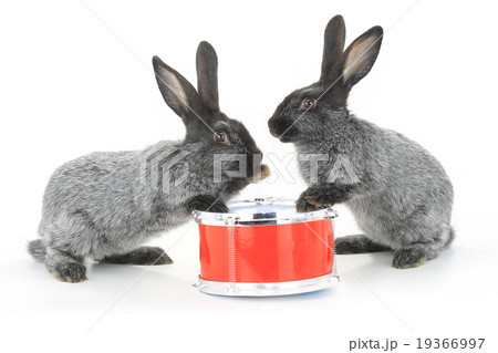 two rabbit sitting 19366997