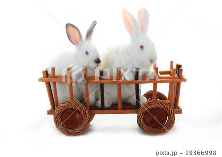 rabbits 19366998