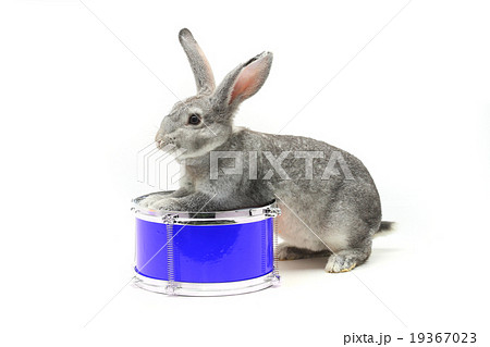 rabbit sitting 19367023