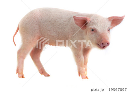 pig 19367097