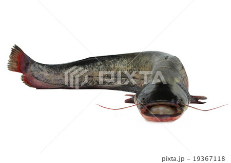 catfish 19367118