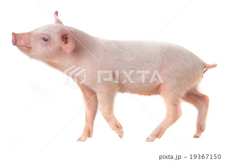 pig 19367150
