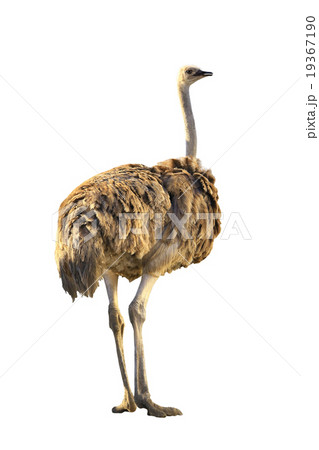 Emu 19367190
