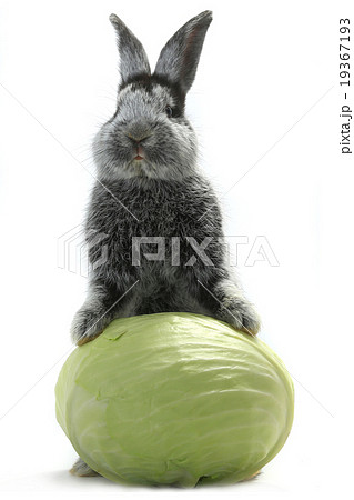 rabbit 19367193
