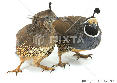 California Quail California Quail 19367197