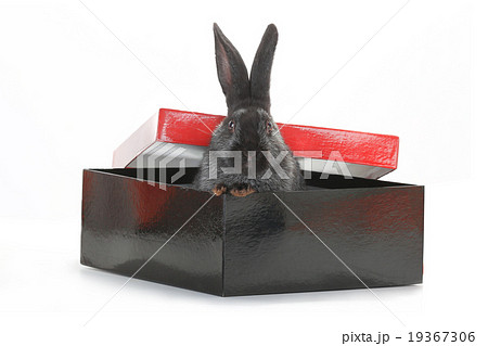 rabbit rabbit 19367306