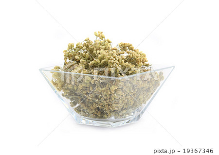 milfoil achillea 19367346