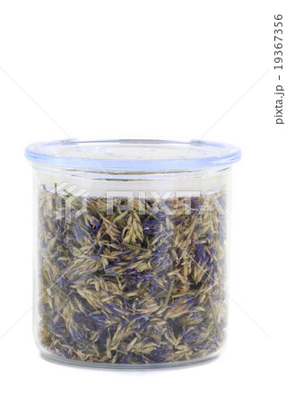 clover clover 19367356