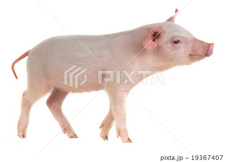 pig 19367407