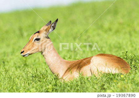 Wildlife Impala Buck Summer Buck Summer 19367890
