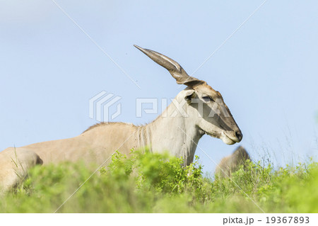 Eland Wildlife Animal Eland Wildlife Animal 19367893