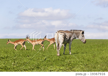 Wildlife Zebra Buck Summer Wildlife Zebra Buck Summer 19367916