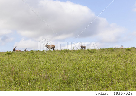 Eland Wildlife Animal Landscape Eland Wildlife Animal Landscape 19367925