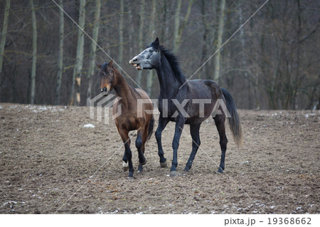 Horses on the meadow Horses on the meadow 19368662