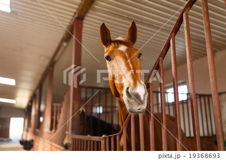 Horse in a stable Horse in a stable 19368693