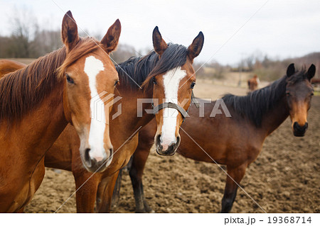 Wild horses 19368714