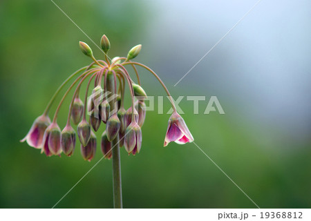 アリウム アリウム 19368812