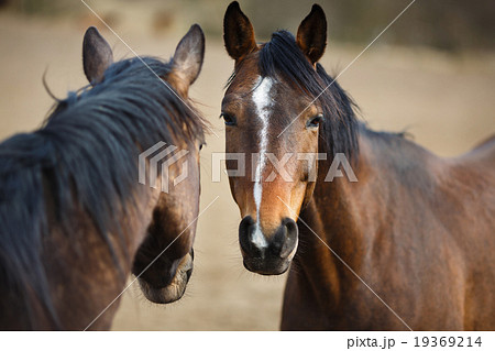Wild horses 19369214