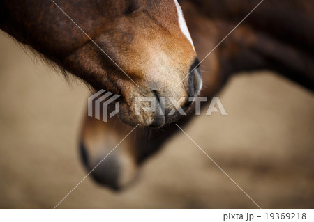 Wild horses 19369218