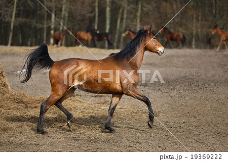 Running horses 19369222