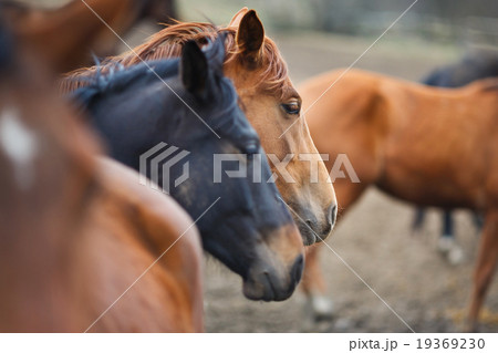 Wild horses 19369230