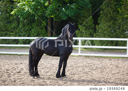 Portrait of a frisian horse Portrait of a frisian horse 19369248