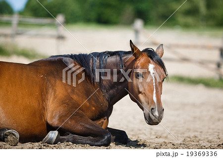Horse lying in the stable outdoor 19369336