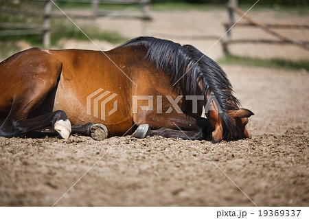 Horse lying in the stable outdoor 19369337