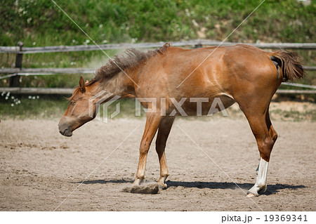 Young horse shake off the dust 19369341