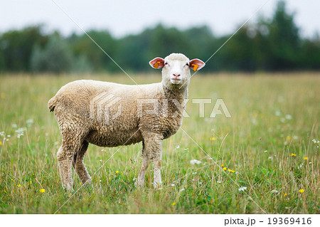 Lamb on the meadow 19369416
