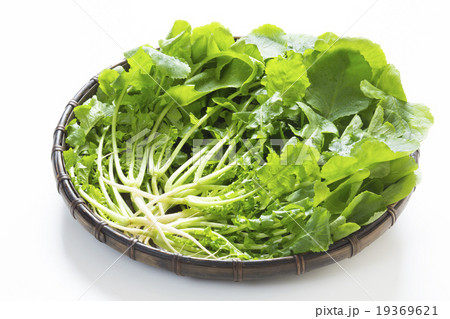 大根菜 19369621
