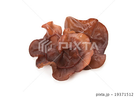 生キクラゲ 生キクラゲ 19371512