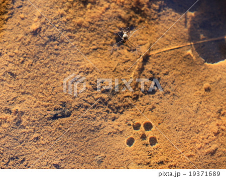 シマアメンボ 19371689