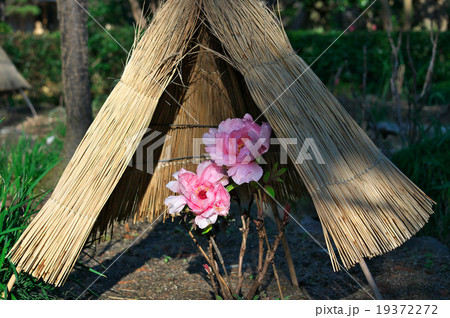 お日様に照らされるピンクの寒ぼたん 19372272